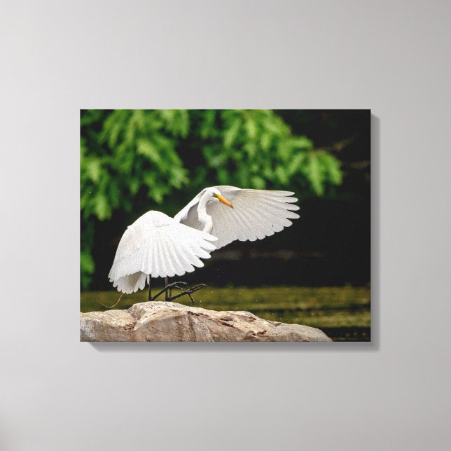 20x16 Großer Egret Leinwanddruck (Vorderseite)