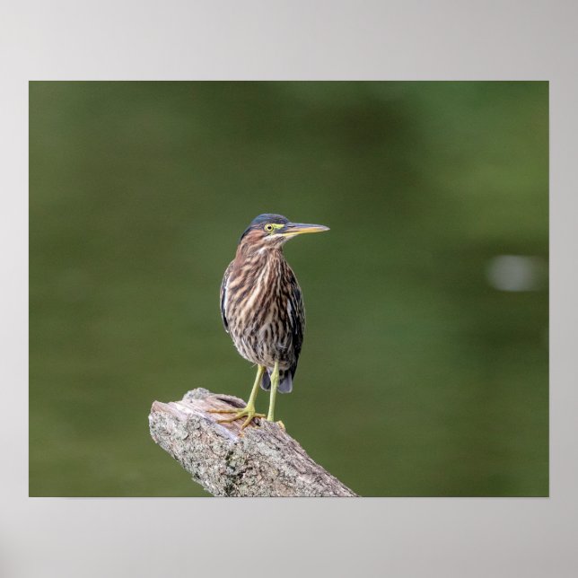 20x16 Grüner Heron auf einem Protokoll Poster (Vorne)