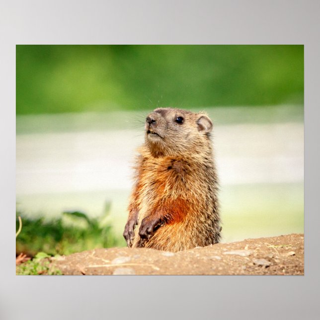 20x16 Junge Groundhog Poster (Vorne)