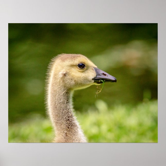 20x16 Kanadische Gans (Gänse) Poster (Vorne)