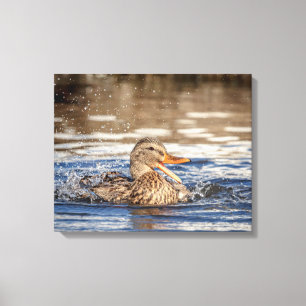 20x16 Mallard Duck im Downing Park Leinwanddruck