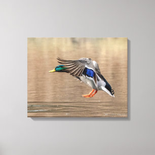 20x16 Mallard Duck im Flug Leinwanddruck