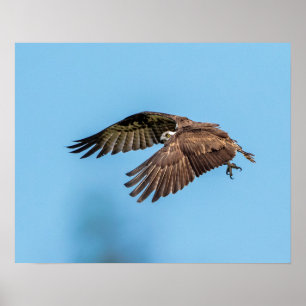 20x16 Osprey auf Honeymoon Island Staat Park Poster