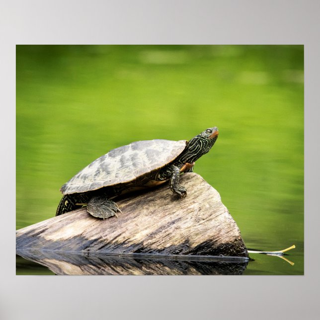 20x16 Painted Turtle on a log Poster (Vorne)