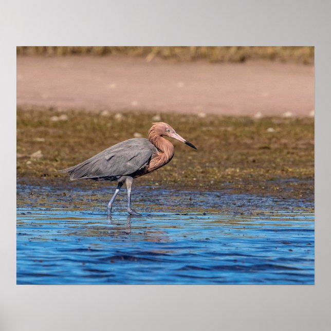 20x16 Reddish Egret am North Beach Poster (Vorne)