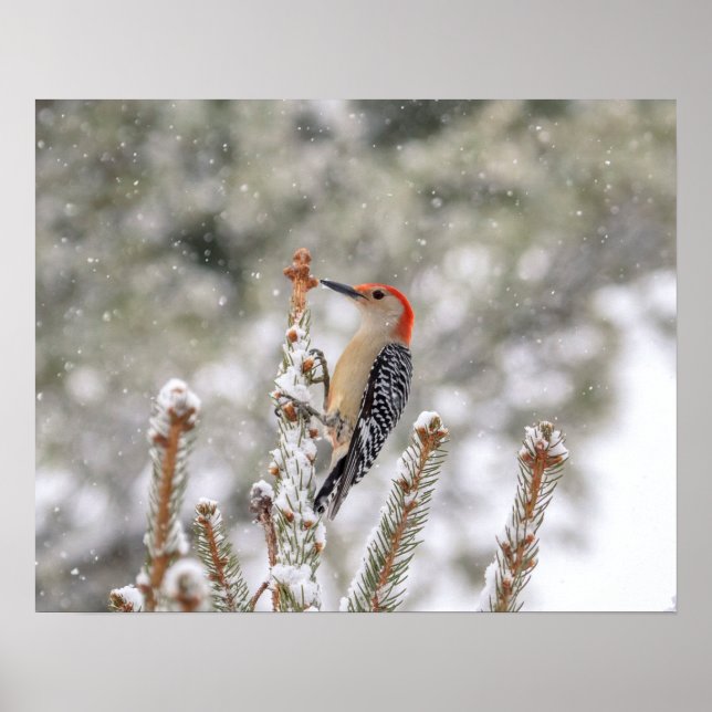 20x16 Rotbauchspecht im Schnee Poster (Vorne)