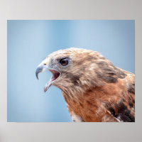 20x16 Roter Schulter-Hawk