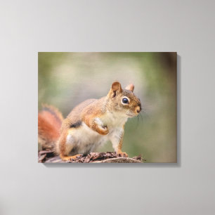 20x16 Rotes Eichhörnchen Leinwanddruck