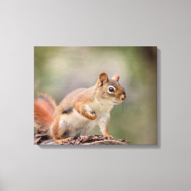 20x16 Rotes Eichhörnchen Leinwanddruck (Vorderseite)