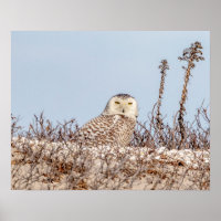 20x16 Schneeeule am Strand
