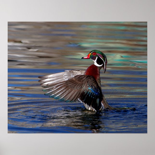 20x16 Wing Flapping Wood Duck Poster (Vorne)