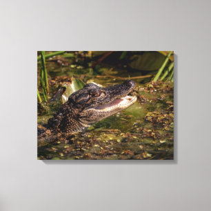 20x16 Young Alligator Leinwanddruck