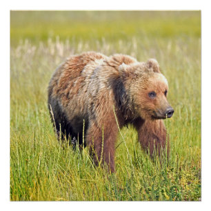 20x20 Glossy Poster von Grizzly Bär