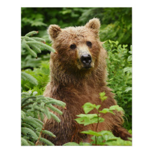 20x25 Poster (Glossy Finish) von Grizzly Bär