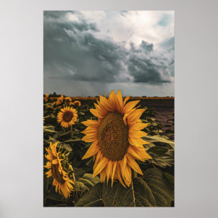 20x30-Wall-Poster Poster