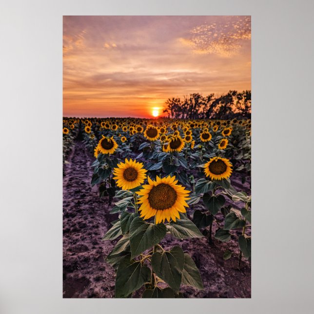 20x30-Wall-Poster Poster (Vorne)