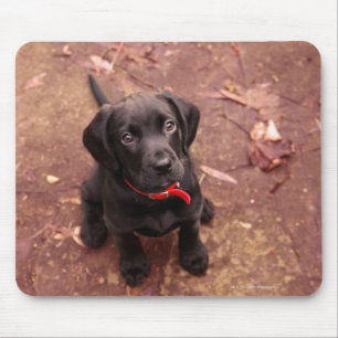21 Wochen-alter schwarzer Labrador Mousepad