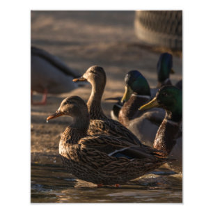2318-Mallard-Enten Fotodruck