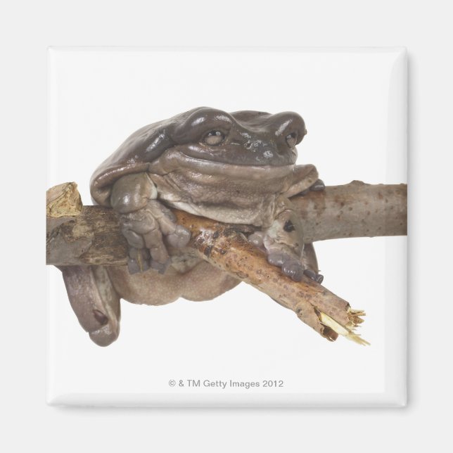 23568138 MAGNET (Vorne)