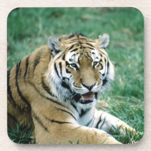 24103189 UNTERSETZER