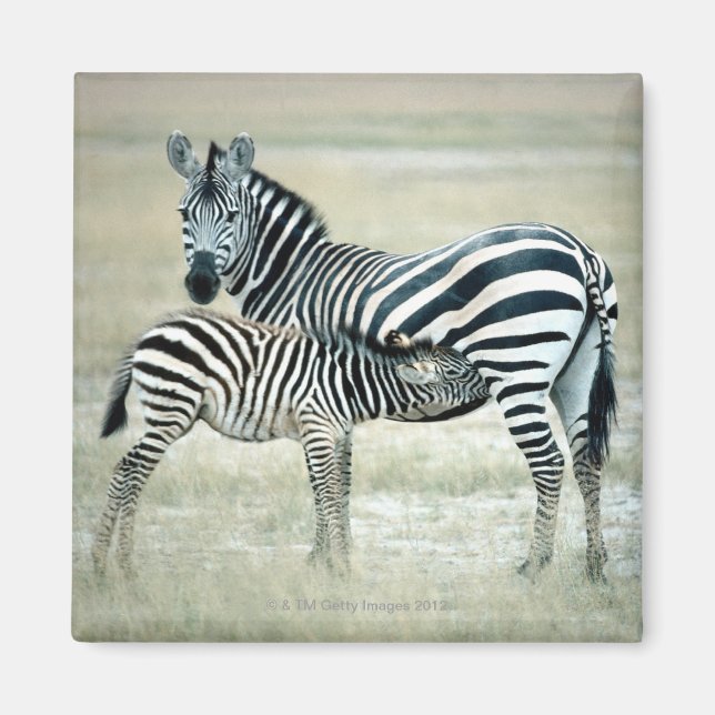 24114480 MAGNET (Vorne)