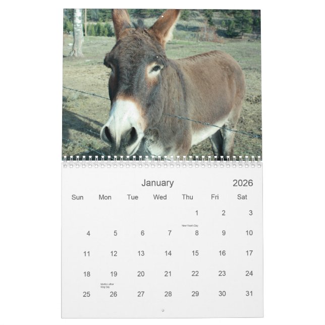 24-monatiger Darling Donkey-Kalender Kalender (Jan 2026)