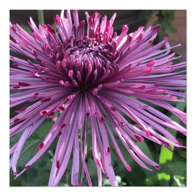 24"x24" Chrysanthemum Fotodruck (Vorne)