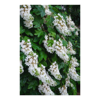 24"x36" Eichenblatt-Hortensie Fotodruck