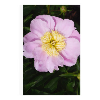 24"x36" Rosa Pfingstrose Fotodruck