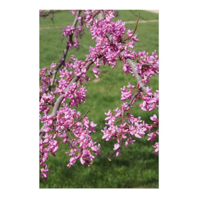 24"x36" Rotbudenbaum Fotodruck (Vorne)
