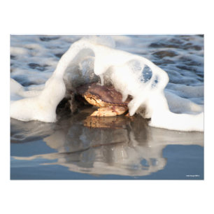 24x18 Dungeness Crab mit dem Surf-Spilling! Fotodruck