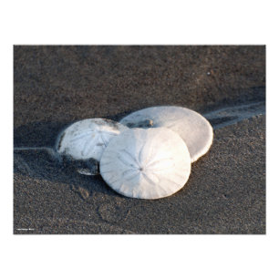24x18 Ein Trio SandDollars Fotodruck