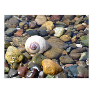 24x18 Mondschnecke im Twanoh Staat Park, Hwy 106, Fotodruck