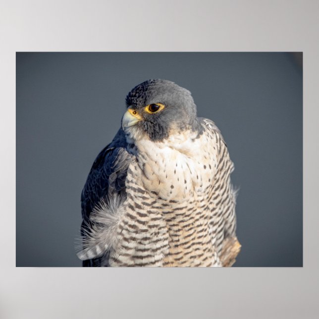 24x18 Peregrine Falcon entlang des Hudson River Poster (Vorne)