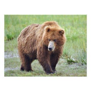 24x18 Photo satinée de l'ours grizzli