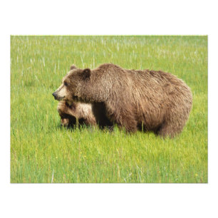 24x18 Satin Foto von Grizzly Bär & cub