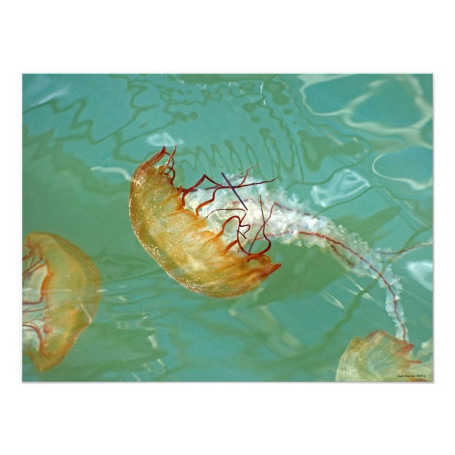 24X18 Seeschwalbe Fotodruck (Vorne)