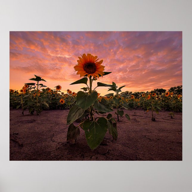 24x18-Wall-Poster Poster (Vorne)