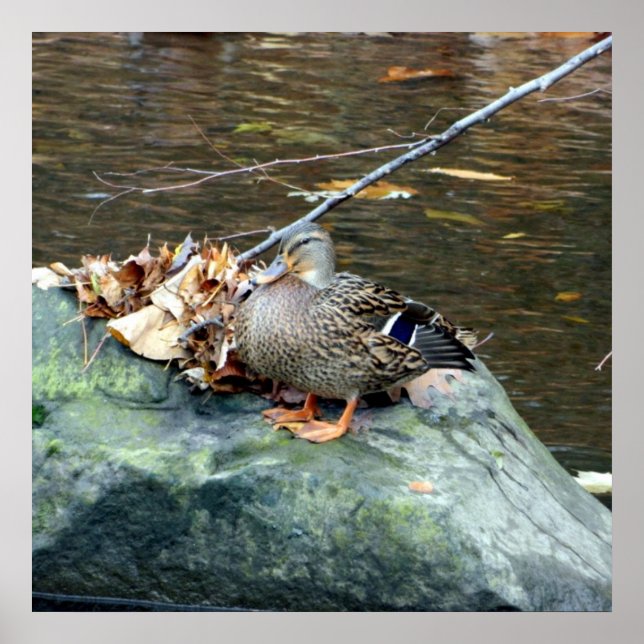 24X24-Poster für weibliche Mallard-Ente Poster (Vorne)