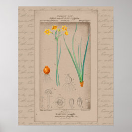 24X30 Französisch Botanische Illustration Daffodil Poster