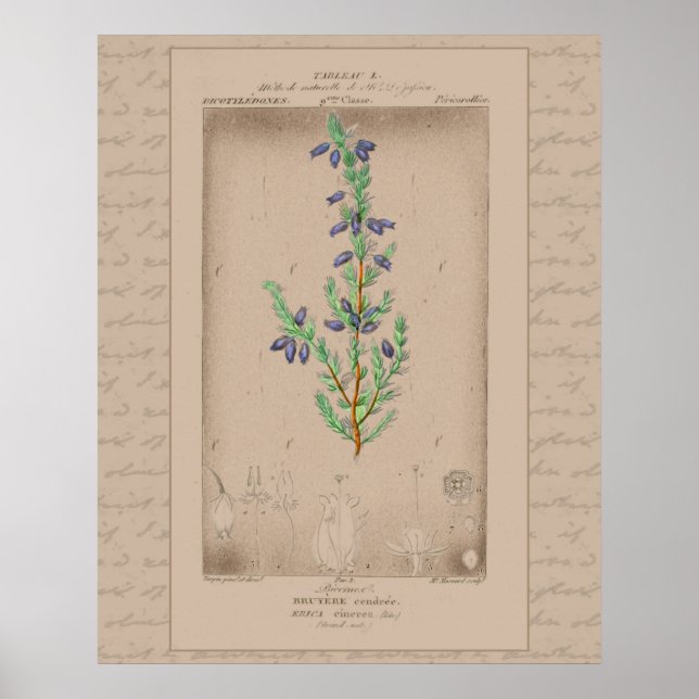 24X30 Französische botanische Illustration Bell He Poster (Vorne)
