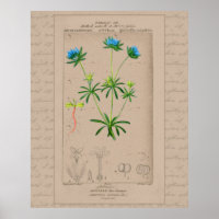24X30 Französische botanische Illustration Blaues
