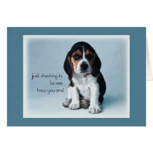 2769 Welpenüberprüfung