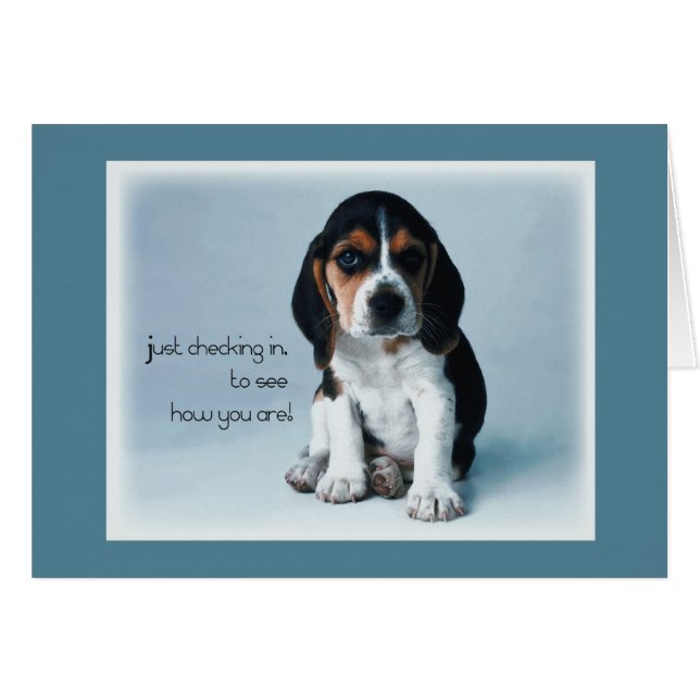 2769 Welpenüberprüfung (Vorderseite (Horizontal))