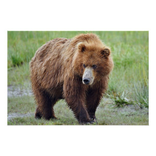 28x18.67 Poster glacé d'ours grizzli