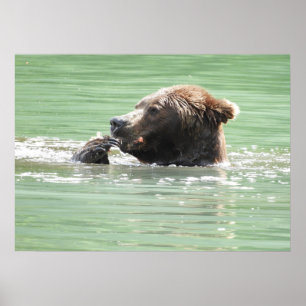 28x20 Plakatpapier (Matte) mit Grizzlybär Poster
