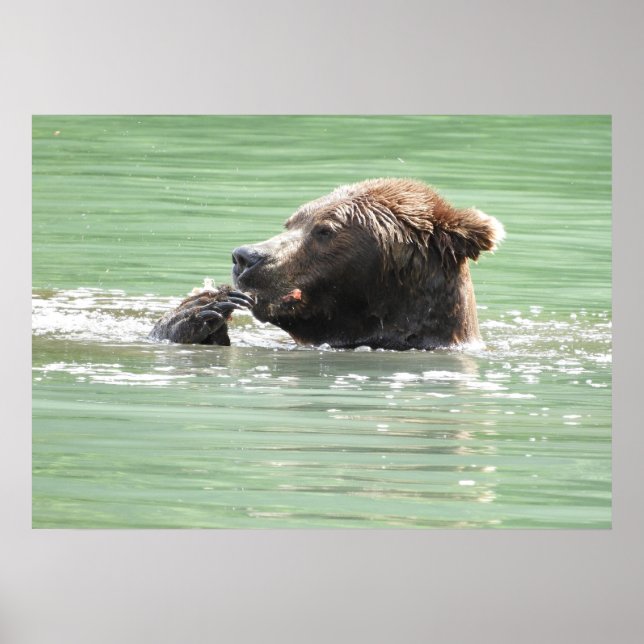 28x20 Plakatpapier (Matte) mit Grizzlybär Poster (Vorne)