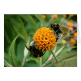 2 abeille ou pas 2 abeille