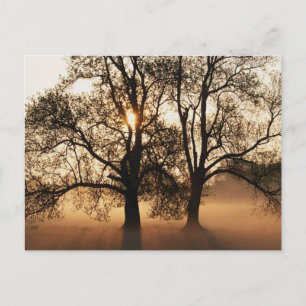 2 BÄUME SEPIA GOLD ORANGE POSTKARTE