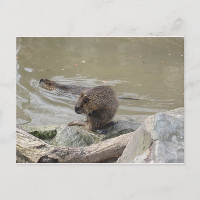 2 Biber Postkarte (Vorderseite)